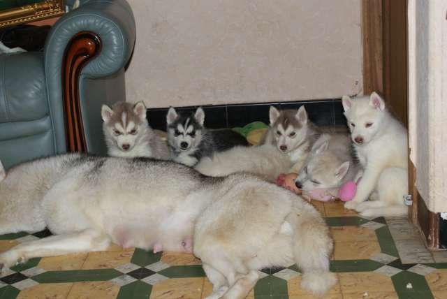 de la Perle Siberienne - Siberian Husky - Portée née le 22/12/2008