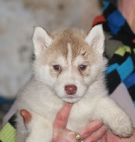 de la Perle Siberienne - Siberian Husky - Portée née le 09/12/2010