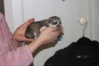 de la Perle Siberienne - Siberian Husky - Portée née le 28/12/2011