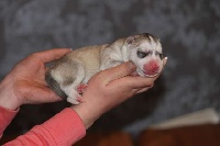 de la Perle Siberienne - Siberian Husky - Portée née le 03/04/2012