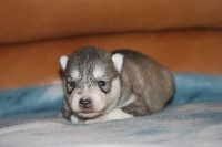de la Perle Siberienne - Siberian Husky - Portée née le 11/07/2011