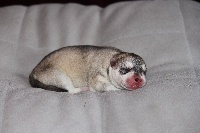 de la Perle Siberienne - Siberian Husky - Portée née le 31/03/2013