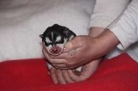 de la Perle Siberienne - Siberian Husky - Portée née le 12/10/2012