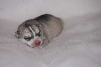 de la Perle Siberienne - Siberian Husky - Portée née le 24/09/2012