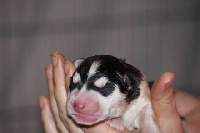 de la Perle Siberienne - Siberian Husky - Portée née le 28/12/2010