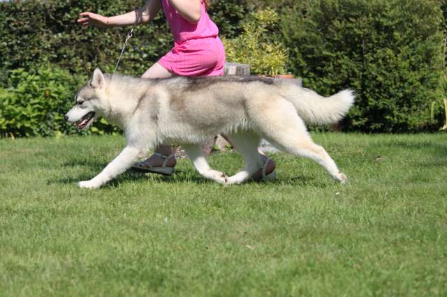 CH. Jena lee de la Perle Siberienne