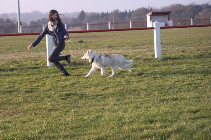 howlingstar's Precision n'grace des perle siberienne